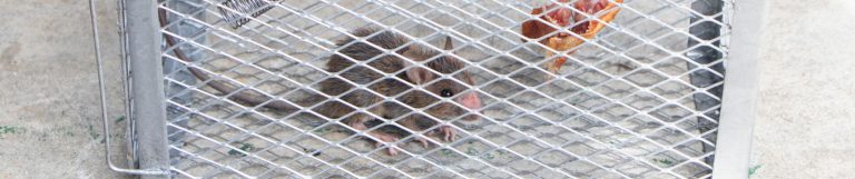 A Quick Guide to Keeping Rodents Out of Your Garage